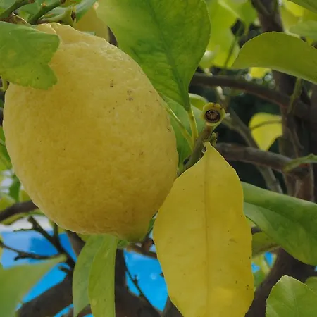 Dell'orto Βερόνα